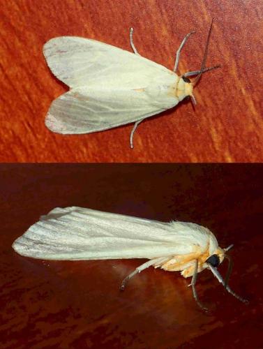 Creatonotos sp.